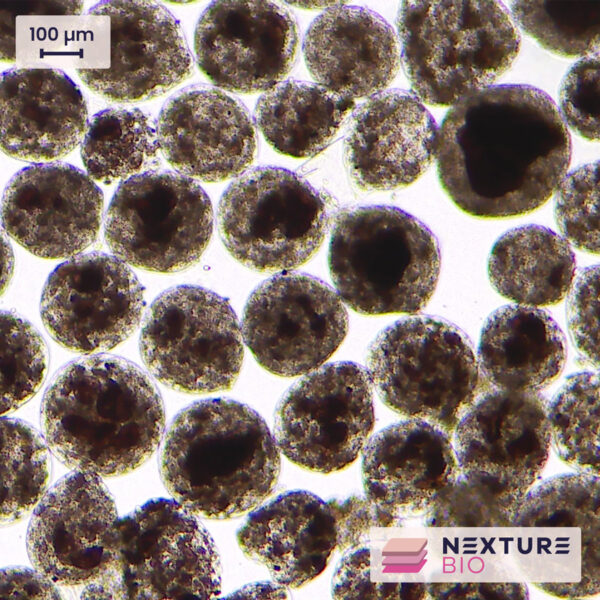 Nexture Bio microcarriers